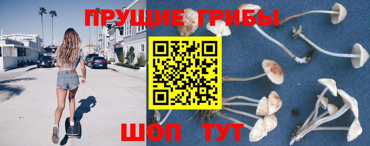 Псилоцибиновые грибы Psilocybe Краснознаменск